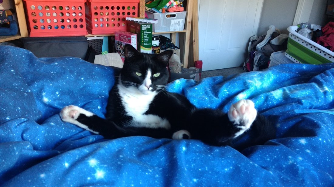 A photo of a black and white furry cat sitting on a blue blanket. The blanket is covered in tiny white stars, and the cat is sitting with her back legs sticking out comfortably in an almost human, if awkward, upright position. That cat's face makes it clear that she is confident in her position of domination over the universe.